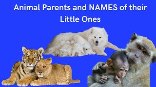 Animal Parents and their young ones | Animals | Animals and their babies | Baby animals