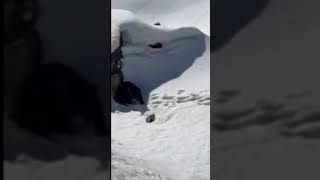 Yellowstone Black Bear sow and cub emerge from winter den.