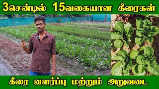 3சென்டில் 15வகையான கீரைகள் | இயற்கை முறையில் கீரை வளர்ப்பு | Greens cultivation