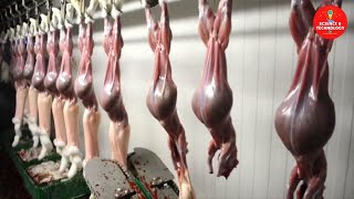 Fresh Meat Rabbits Factory Industrial Processing,Rabbit Slaughterhouse,Modern Meat Rabbit Technology