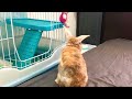 かわいいウサギ 清掃検査員 piggey rabbit life