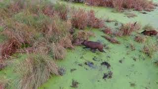 Texas Feral Swamp Hogs