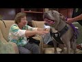 friendly pitbull brings joy health benefits to seniors at retirement community