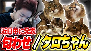 視聴者に何かを匂わせるBiju／愛猫タロの名前の由来と生い立ち【ムラッシュゲーミング】