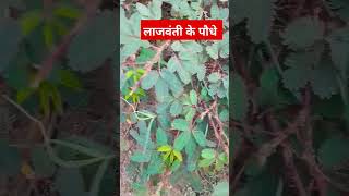 Lajwanti Ka Paudha | लाजवंती के पत्ते #amazing #viral_video