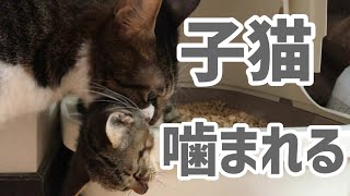 【衝撃】子猫が先住猫に噛まれた!?【ビックリ】