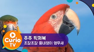 조잘조잘 흉내쟁이 앵무새 | 주주 픽처북 | Zoo Zoo Picture Book [Play Curio TV]