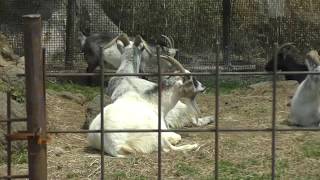 Fuji Safari Park Pode sei la hahaha Japão