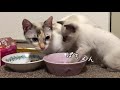 母猫のまねをするも失敗して水にぽちょんする子猫【生後39日目③】【未熟児子猫成長日記】【kittens grow up vlog】