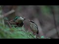 日本の野鳥　妖精の森　ヤイロチョウの故郷