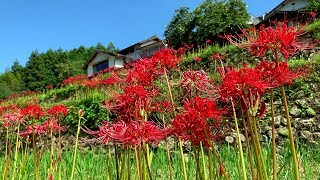 2019/09/18　棚田に咲き誇る彼岸花　稲積癒しの里山　Ⅰ　～愛媛県大洲市～