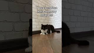 Чем сильный муж отличается, от мужа слабока.. #мурка#котик#юмор#шортс#2025 .