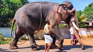 Kuttankulangara Arjunan Arangottukara Pooram | Ezhumangad Committee | Arangottukara Pooram 2023