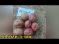 आलु खेती गर्ने तरीका aalu kheti garne tarika potato farming in nepal