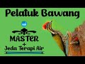 Master Pelatuk Bawang + Jeda Terapi Air