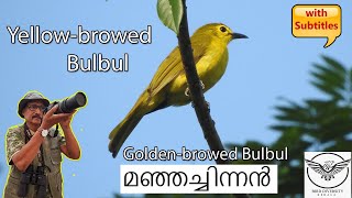 Yellow-browed Bulbul | Golden-browed Bulbul | Manja Chinnan | Acritillas indica | മഞ്ഞച്ചിന്നൻ