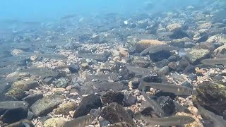 家族で琵琶湖で小鮎釣り（水中では鮎乱舞、2時間で40匹、釣り道具を詳しく説明）