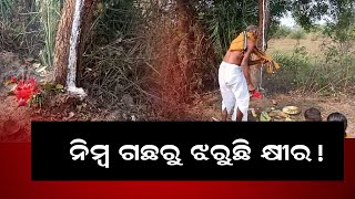 ନିମ୍ବ ଗଛରୁ ଝରୁଛି କ୍ଷୀର! || BISWABANI LIVE ||