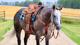 Sabres Blue Moon - 2018 AQHA Gray Mare