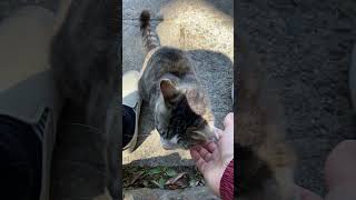 【伏見稲荷】首の下が気持ちいい美猫キジコ　A beautiful cat that feels good under the neck