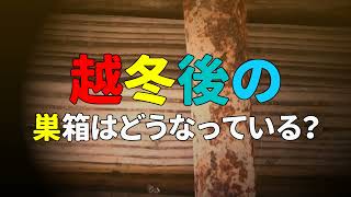 日本蜜蜂 越冬して分蜂後の日本蜜蜂 巣箱の中を確認するとスッカスカだった件