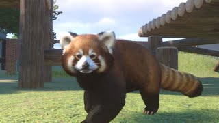 #shorts　レッサーパンダのもふプリ散歩【Planet Zoo】【ゆっくり実況】