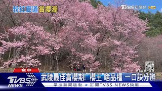 武陵最佳賞櫻期! 「櫻王」啥品種 一口訣分辨｜TVBS新聞@TVBSNEWS01