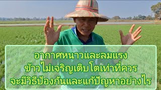 แก้ปัญหา...อากาศหนาว \u0026 ลมแรง...ในนาข้าว  ได้อย่างไร ??  ที่นี่...มีคำตอบ