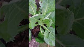 Tuai BABY KAILAN setelah pokok Kobis dimakan ulat | Growing Cabbage in Container