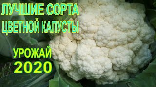 ЛУЧШИЕ СОРТА ЦВЕТНОЙ КАПУСТЫ. ОБЗОР УРОЖАЯ ЦВЕТНОЙ КАПУСТЫ 2020.