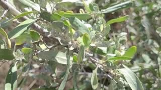 Silverberry, or silver buffalo berry Shepherdia argentea,