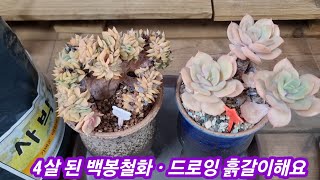 25.2.15 🌸4살 된 백봉철화와 드로잉 사박토로 흙갈이해요🌸 사박토 010-3436-6631