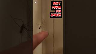 ‼️NO‼️ DON'T DO IT‼️ DON'T TOUCH SPIDER 🕷🕸 DAVE‼️#donottouch #spiderdave #arachnophobia #spider