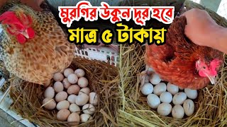 মাত্র ৫ টাকায় কিভাবে আপনি কুঁচে মুরগির উকুন দূর করবেন || দেশি মুরগি পালন পদ্ধতি || Nur Bhai