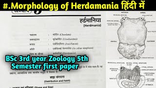 Morphology of Herdmania || Body Structure of Herdmania || BSc 3rd year Zoology 5th Sem 1st paper