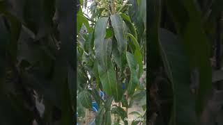 নাম ডক মাই বা সাদা আম ( Nam Doc Mai White Mango)