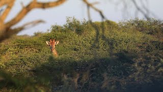 Shi-awela Safaris | South Africa | Gorgeous Bushveld