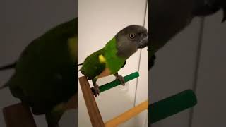 Senegal Parrot’s Surprised Voice