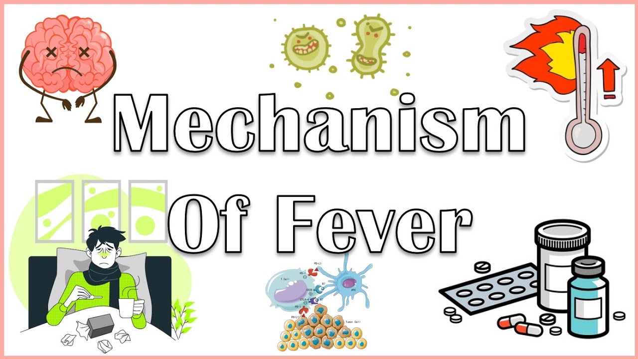 Why Do We Get Fever When We Are Sick? The Actual Mechanism Behind Fever ...