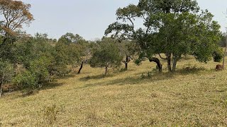 Terreno com área de 13.500 m2 no município de Estiva no sul de Minas Gerais. Valor 100 MiL.