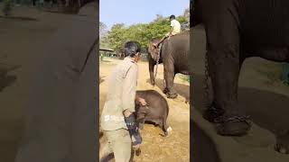 cute baby elephant#sakrebyle elephant camp#karnataka#enjoying#plz_subscribe_my_channel