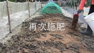 【休閒小菜園】波斯頓萵苣、蘿蔓、青蔥採收，畦面翻土整理施基肥。