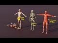 3d human size comparison