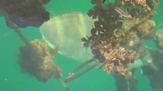 海草や苔を好んで食べるアイゴ（バリコ）