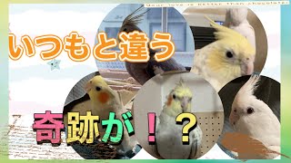 【オカメインコ】おやすみまでの奇跡