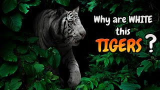 Are WHITE Tigers bigger than normal TIGERS? 🐅(How rare are?) 11 Interesting Facts about White Tiger