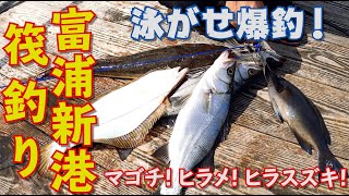 千葉県富浦新港で筏釣り！泳がせ釣りでマゴチ・ヒラメ・ヒラスズキが爆釣！