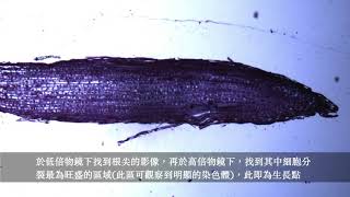 (龍)生物全 染色體的觀察