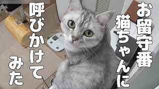 お留守番中の推し猫に呼びかけてみたらかわいい反応を見せてくれました笑