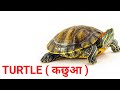 Water Animals Name Hindi and English | Water Animals Name |